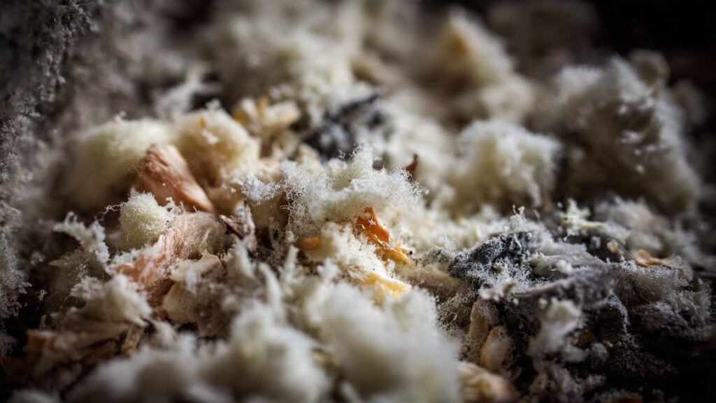 moho blanco en compost