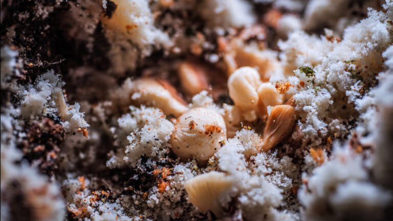 moho blanco en compost